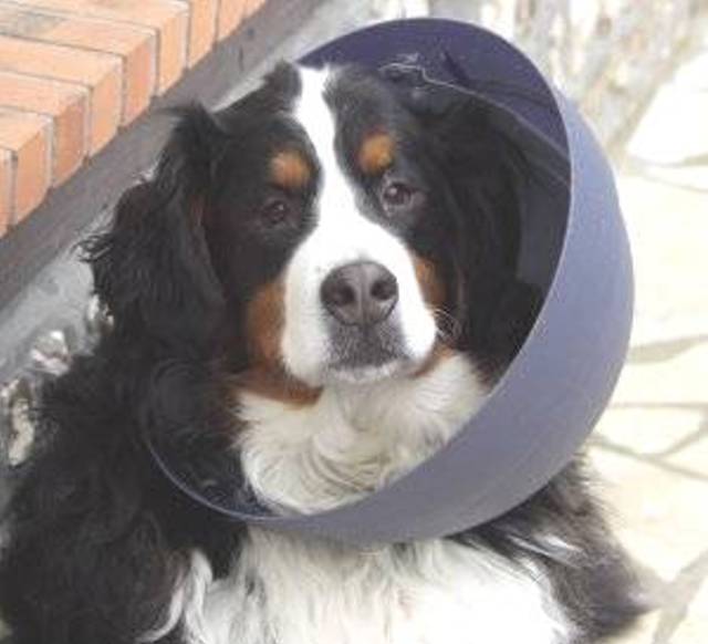 Stubborn bernese sale mountain dog